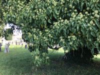 Ivy in the Cemetery: Click to enlarge